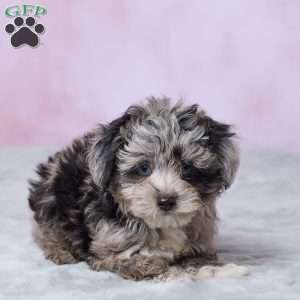 Amber, Mini Aussiedoodle Puppy